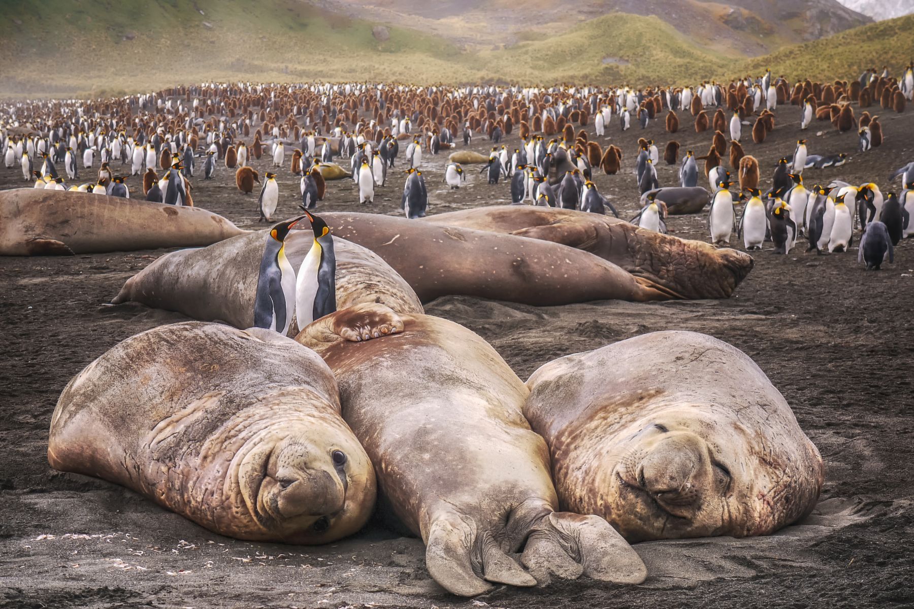 King penguins amongst a group of elephant seals in Gold Bay, South Georgia