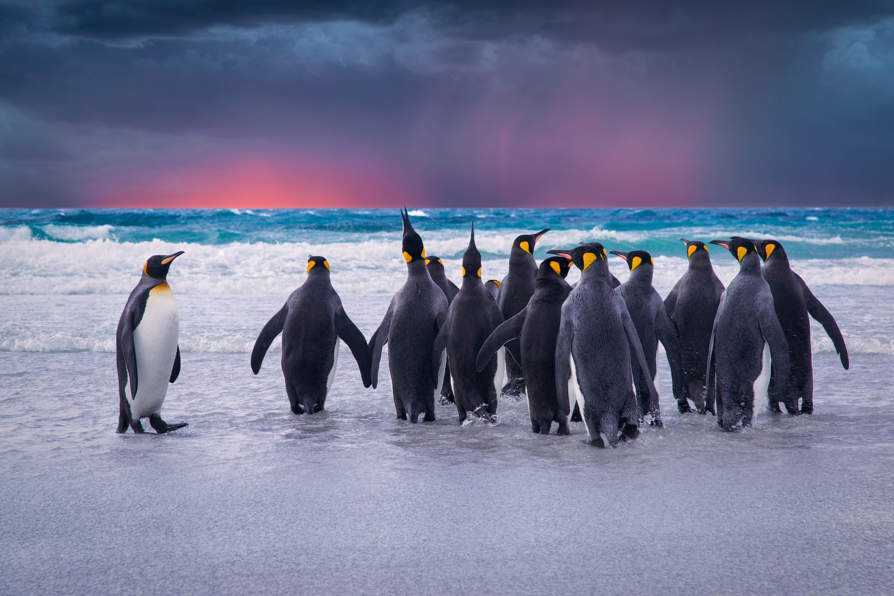 King Penquins at a beach in the Falkland Islands