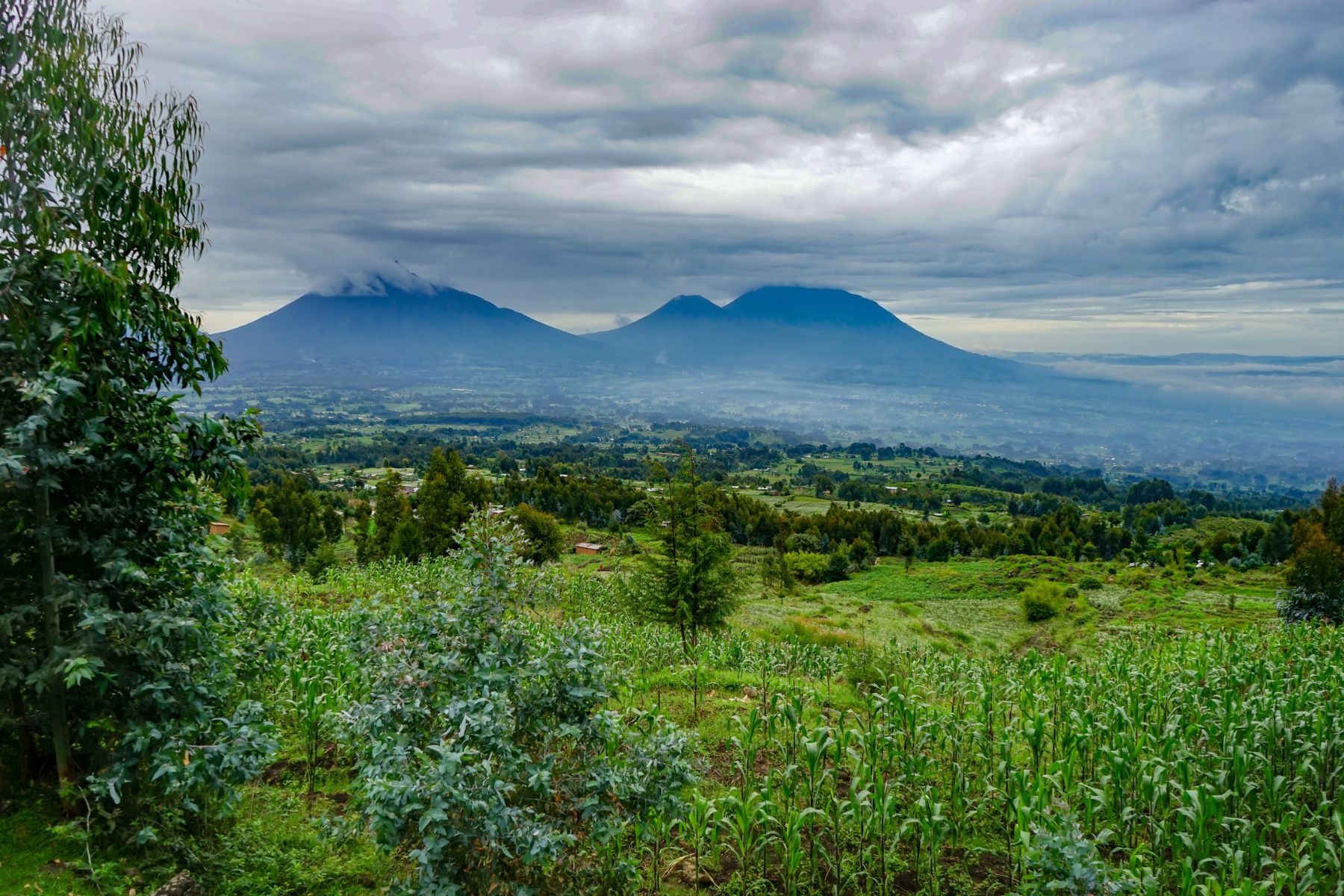 Landscape of the Volcanoes National Park, Rwanda