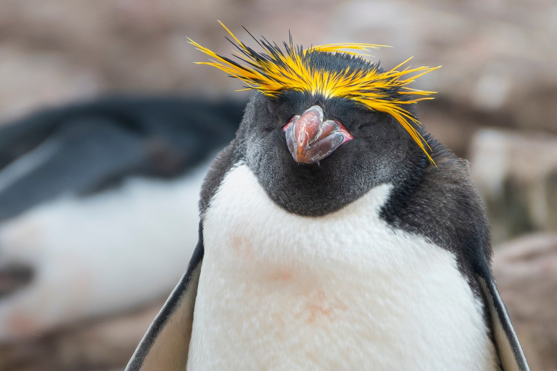 Macaroni penguin on Pebble Island, Falkland Islands