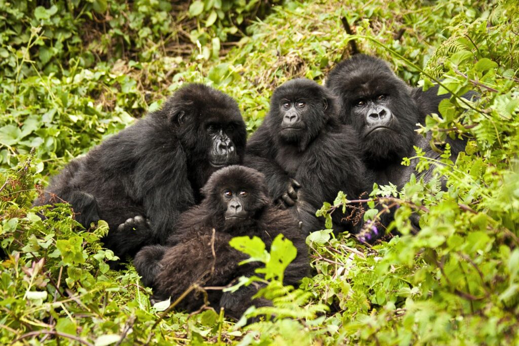 The 5 Best Places for Gorilla Trekking