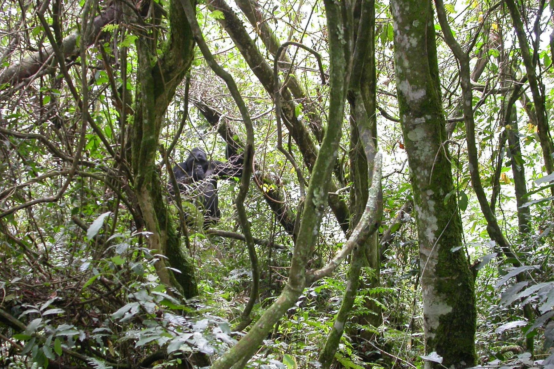 A mountain gorilla seen during gorilla trekking between the trees in the Bwindi National Park, Uganda