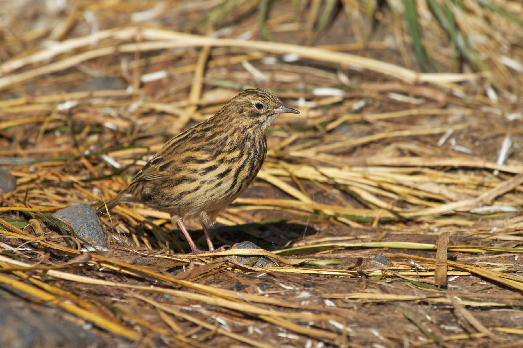 A South Georgia Pipit in South Georgia