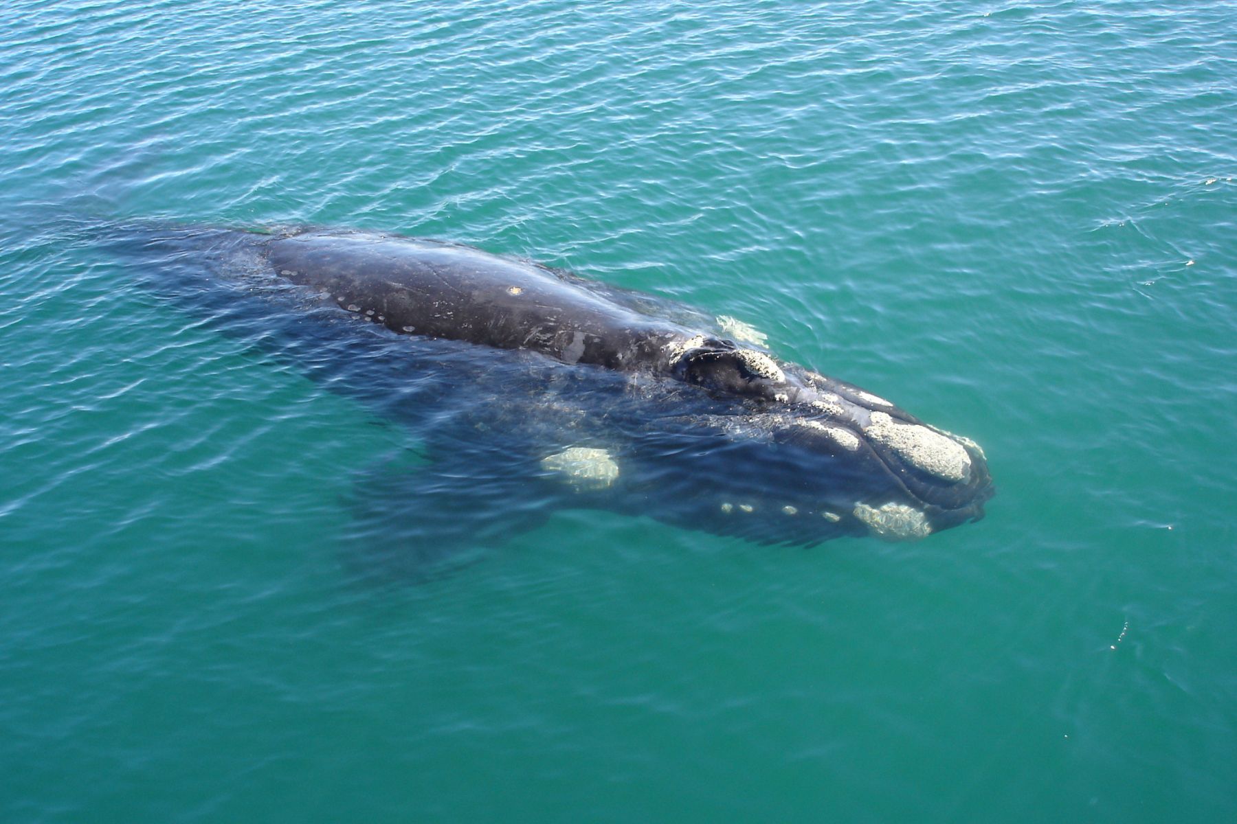 Southern Right Whale in Patagonia