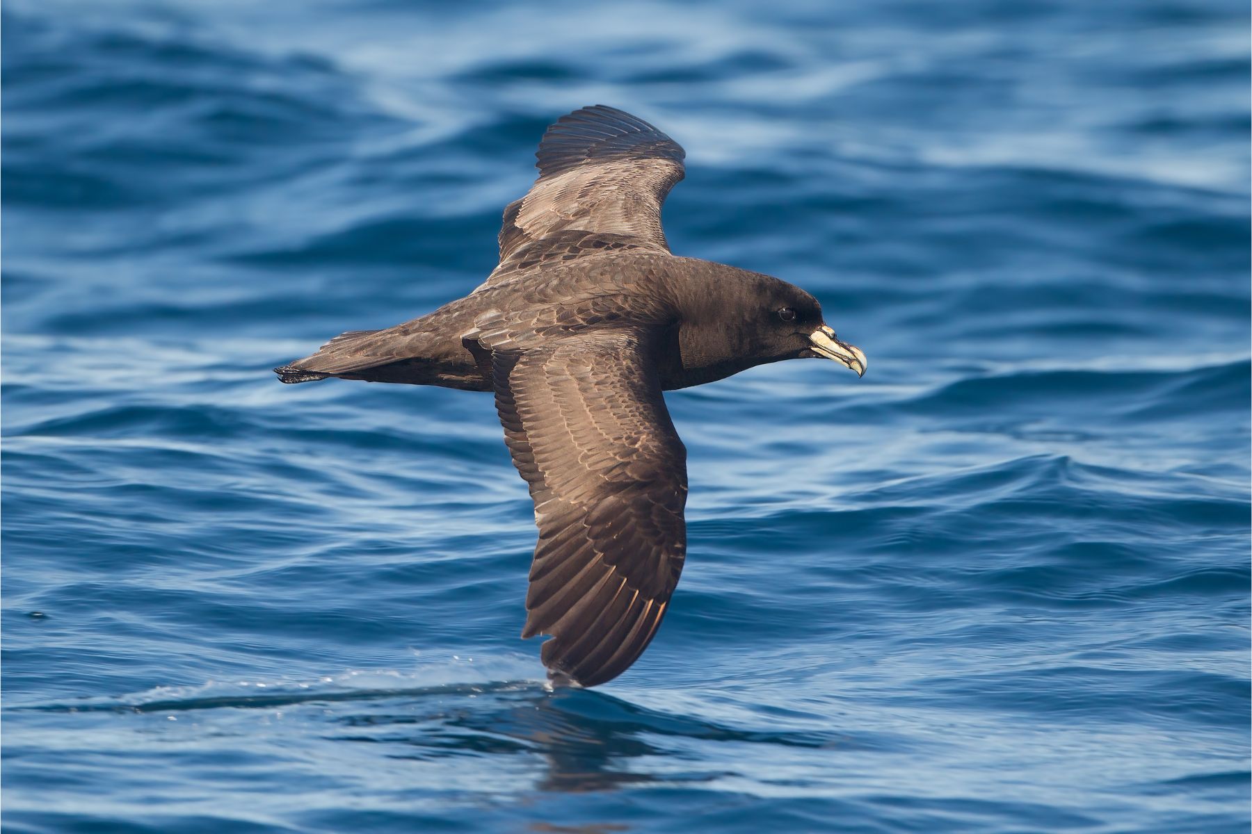 White-chinned Petrel, East of the Tasman Peninsula, Tasmania, Australia