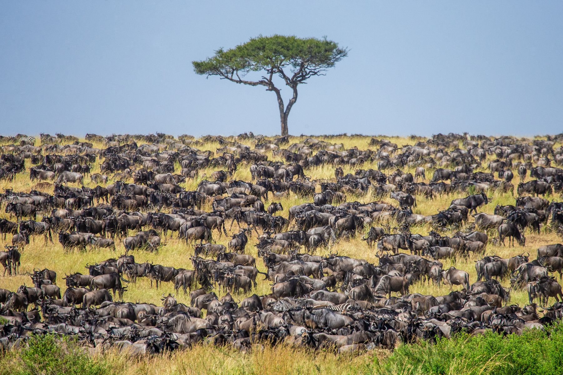 A herd of wildebeast in Maasai Mara National Park, Kenya