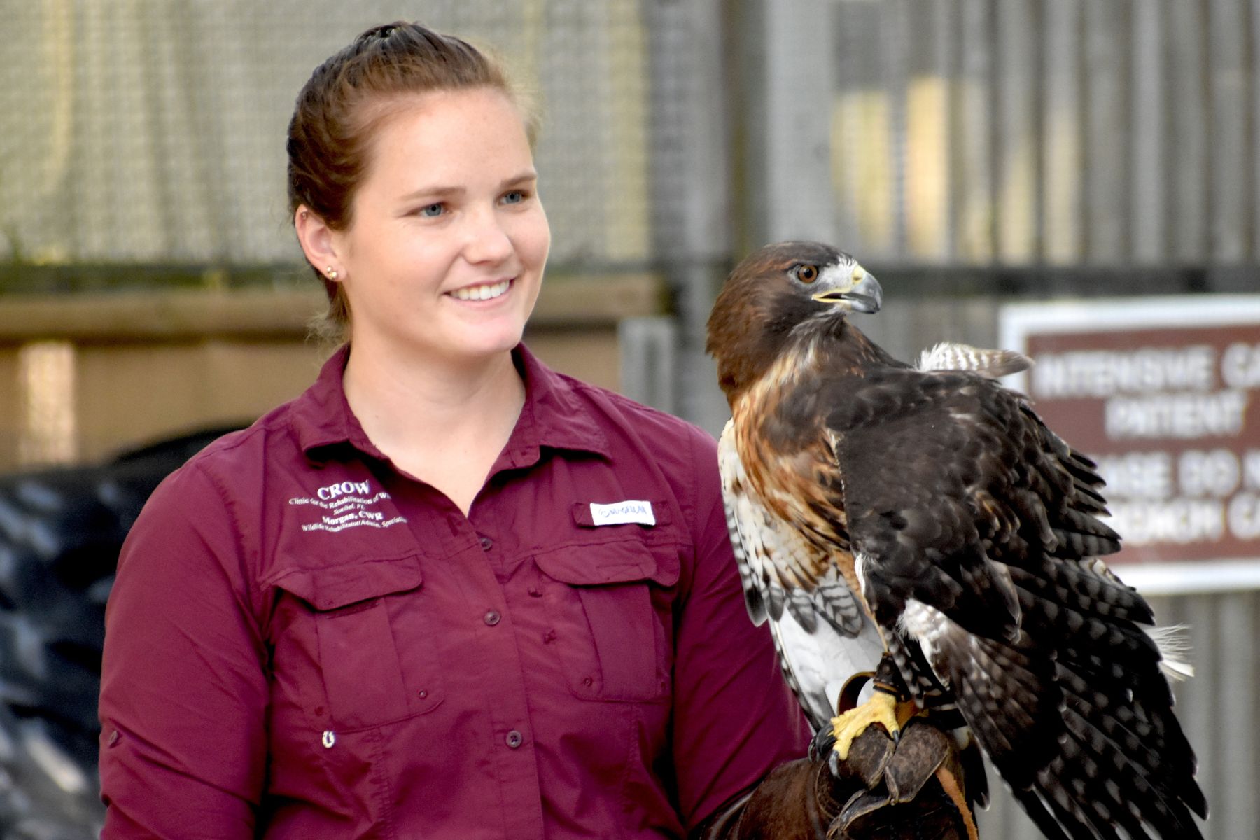 A wildlife rehabilitator with a hawk at CROW (the Clinic for the Rehabilitation of Wildlife) in Fort Myers, Florida
