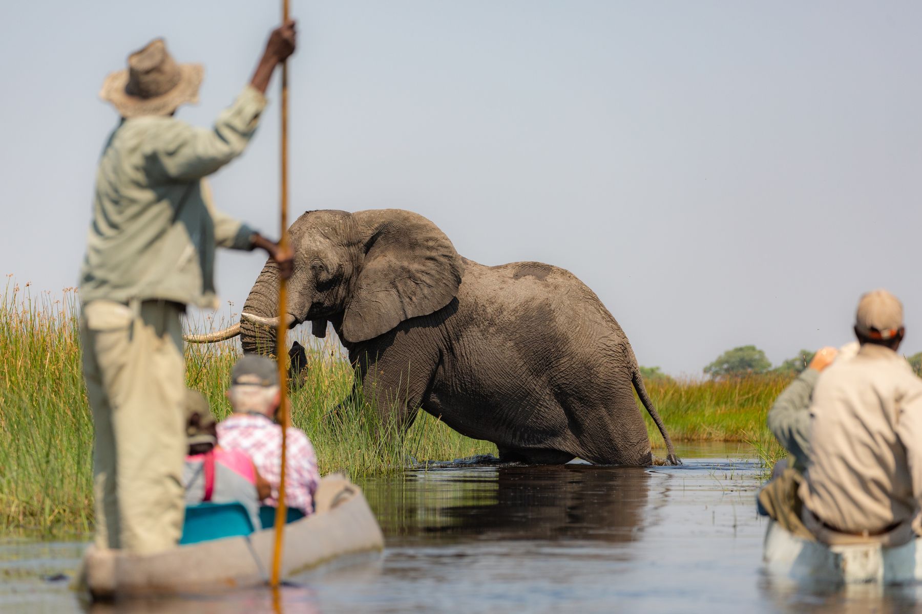 An encounter with an elephant during a Mokoro safari in the Okavango Delta, Botswana