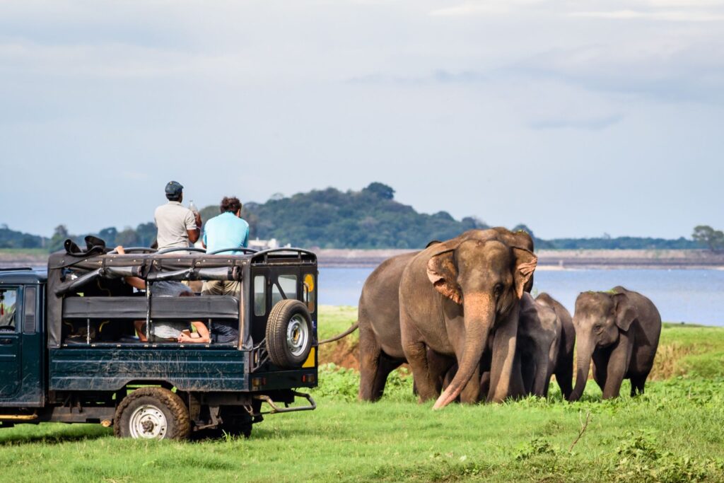 Elephants encountered during a safari in Minneriya, Sri Lanka