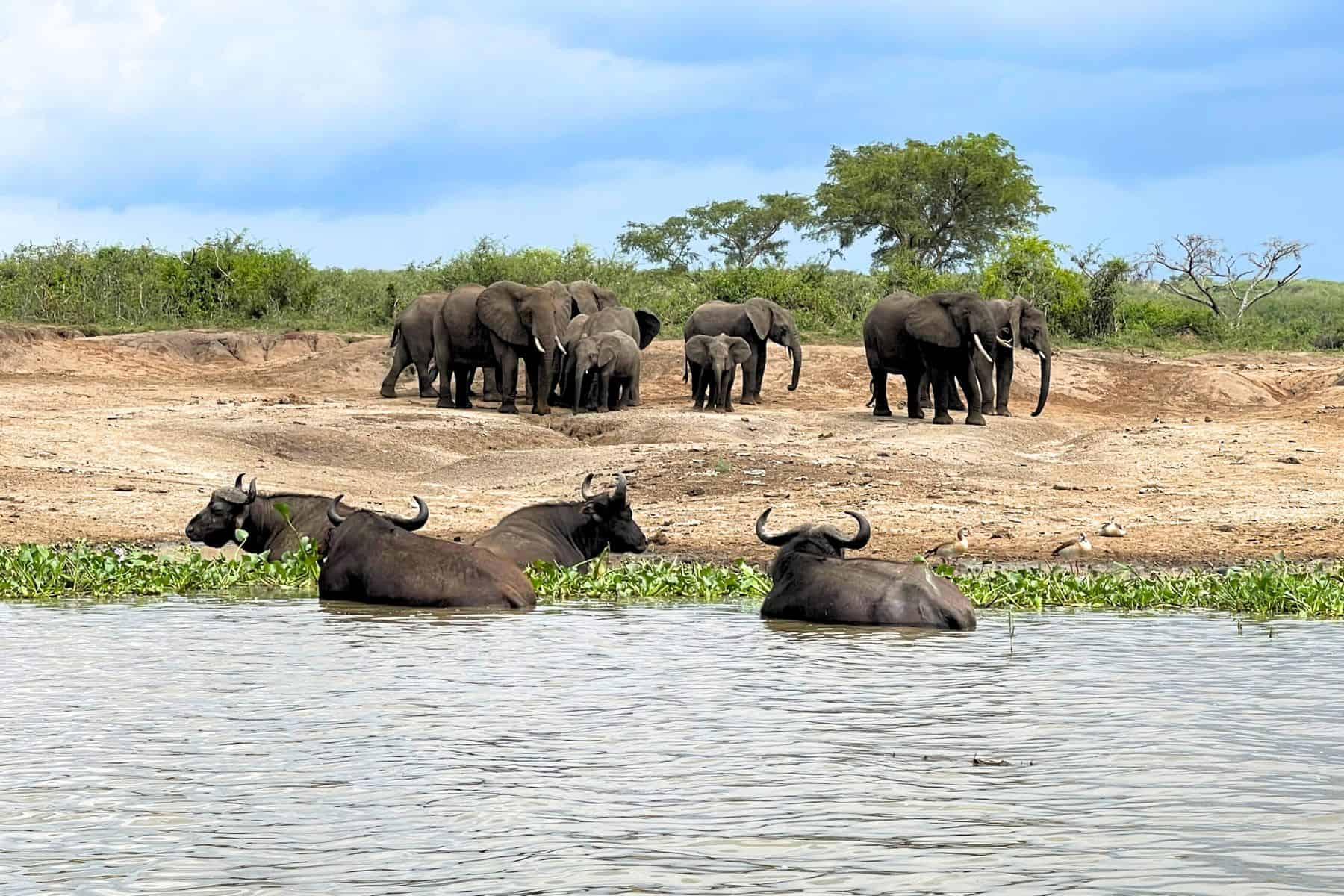 Elephants and African buffalo seen near on the shore of the Kazinga Channel on a water safari in Uganda