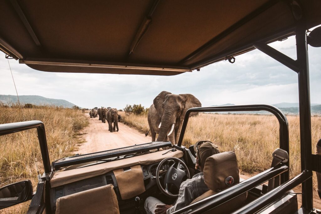 Elephants seen on a game drive safari in South Africa