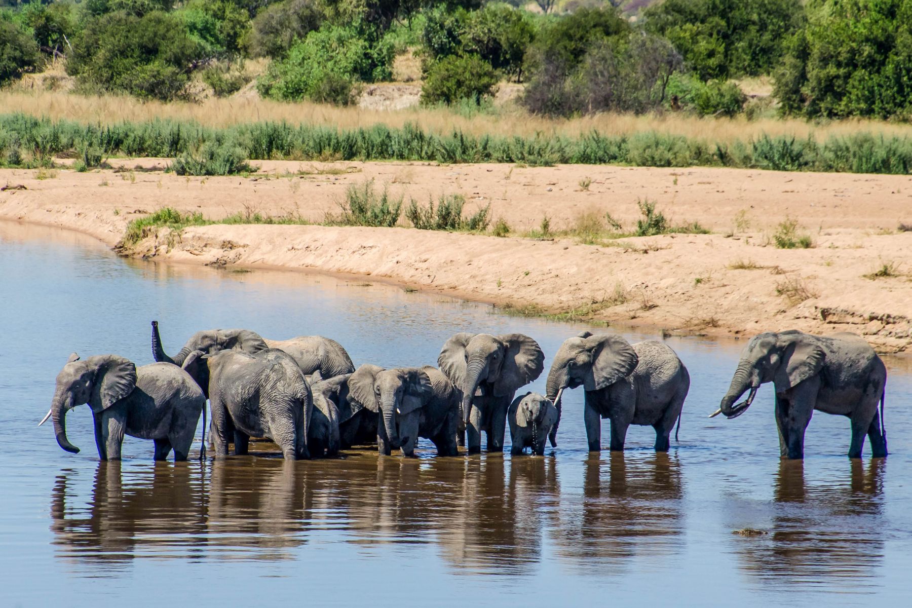 Elephants seen on safari wading in the Sabi Sands Reserve, South Africa