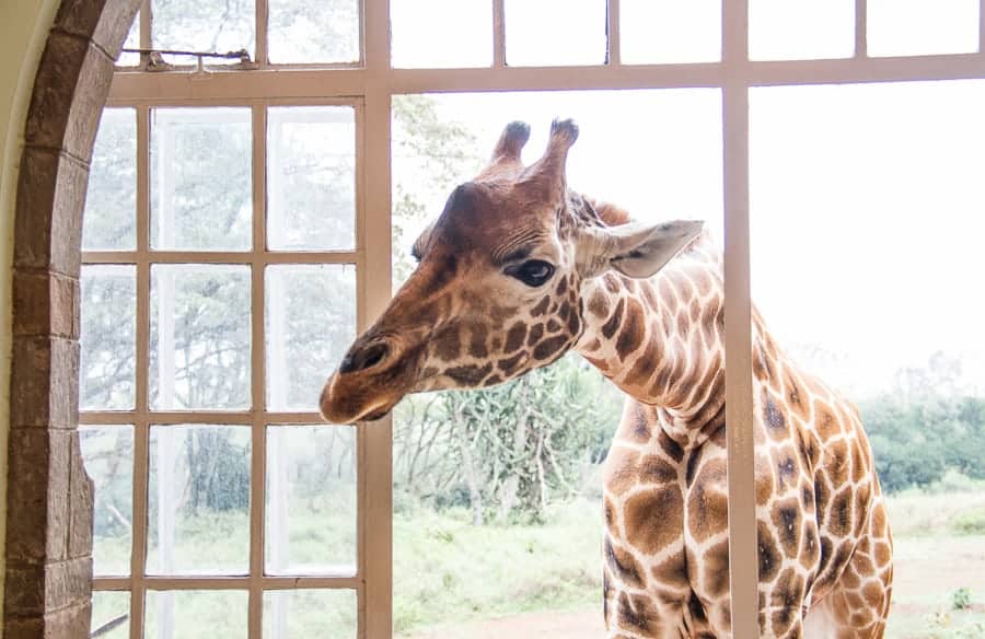 A giraffe sticking its head through an open window on safari in Kenya