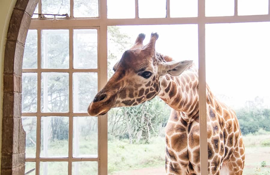 Giraffe coming through the window at Giraffe Manor in Kenya - best safaris in Africa