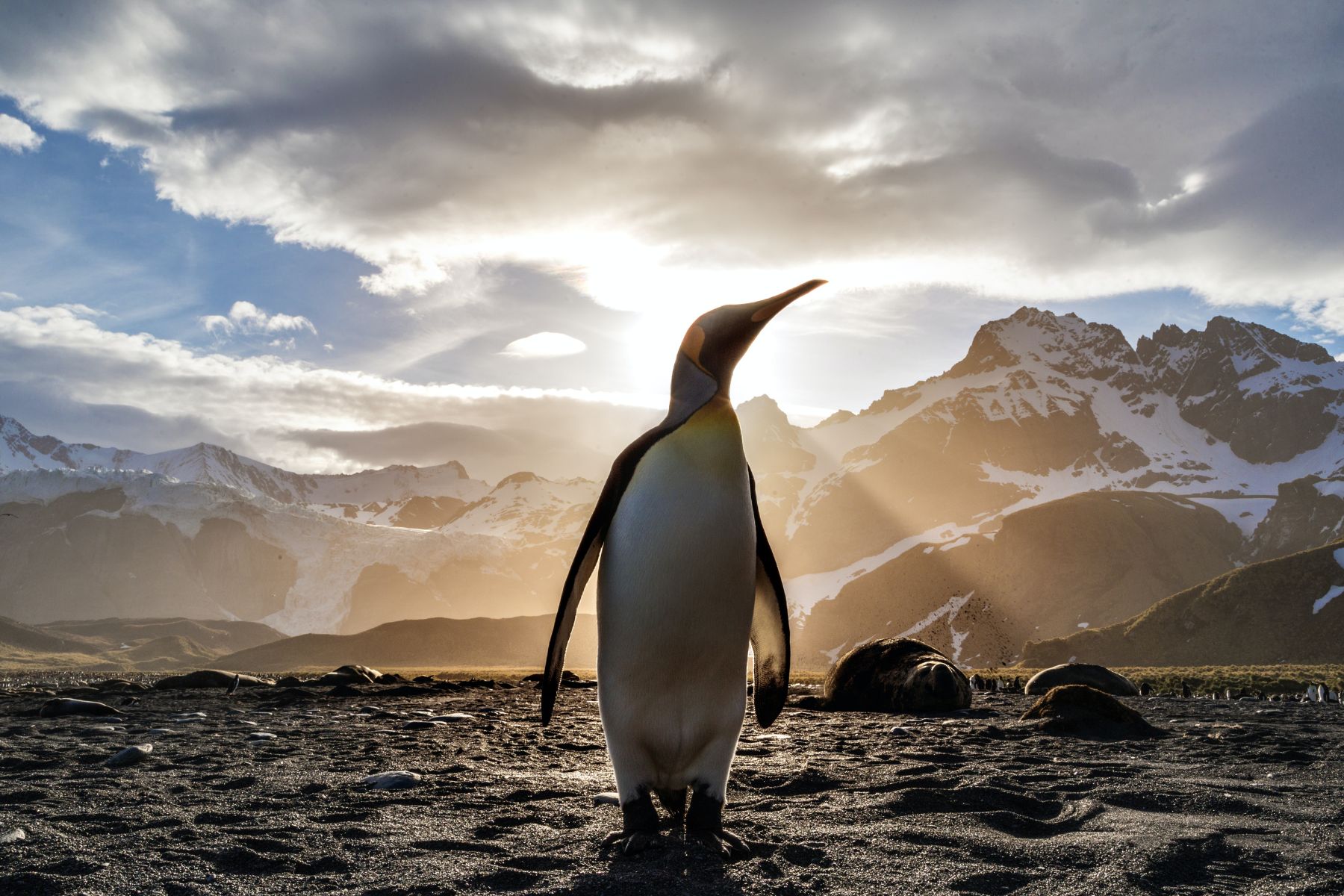 King Penguin silhouetted against the sun in South Georgia