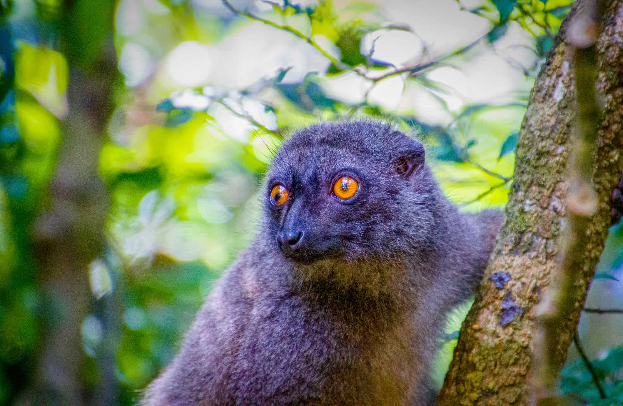 A lemur in the trees, seen on safari in Madagascar
