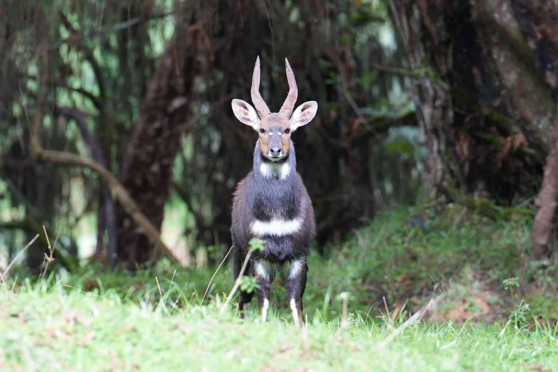 A mountain nyala looking at the viewer, taken in the Bale Mountains on safari