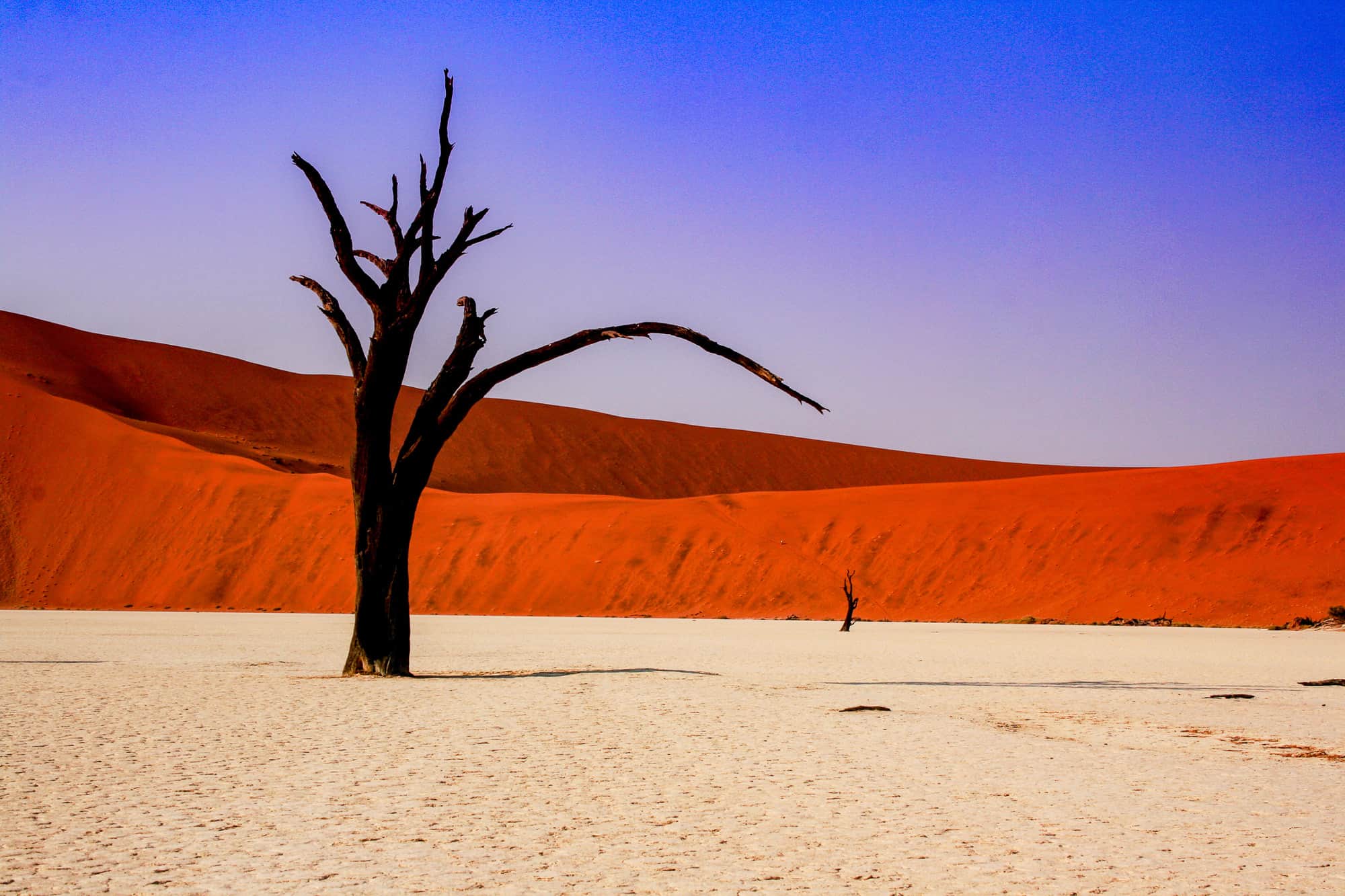 Namibia - Sossusvlei Tree -