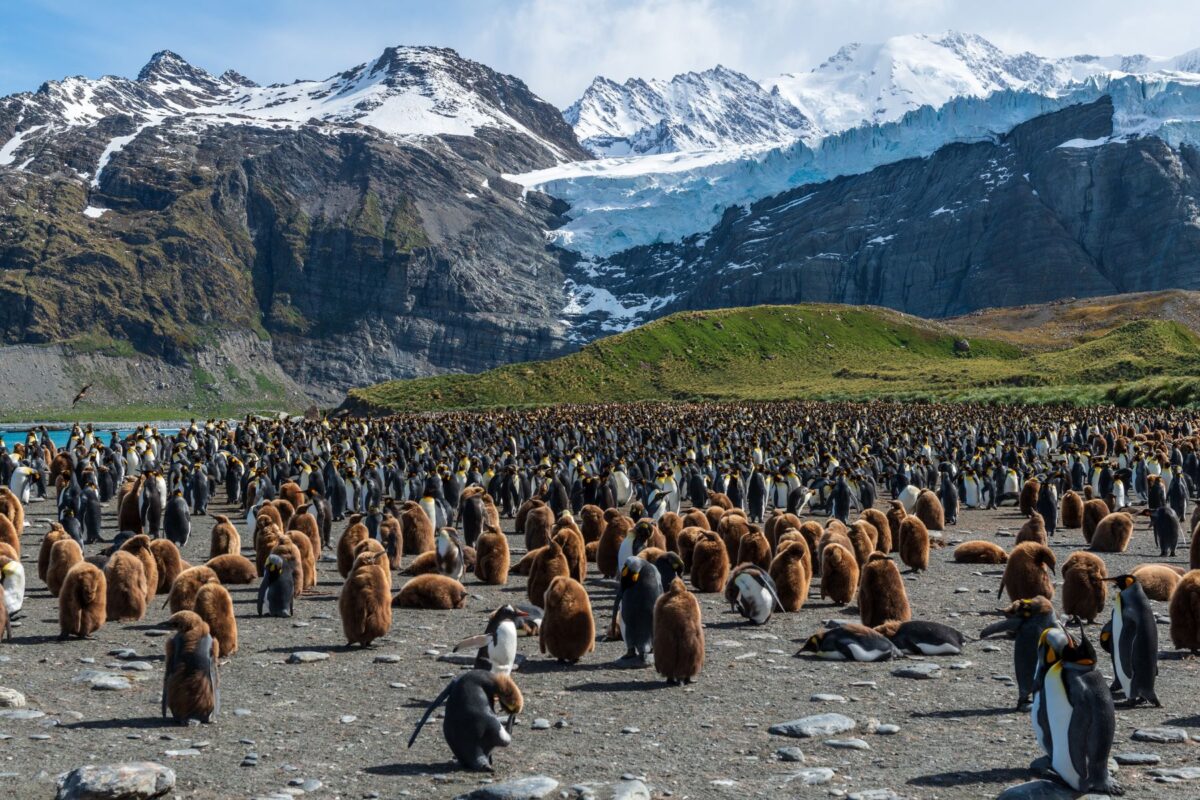 A flock of penguins in front of the mountains in South Georgia