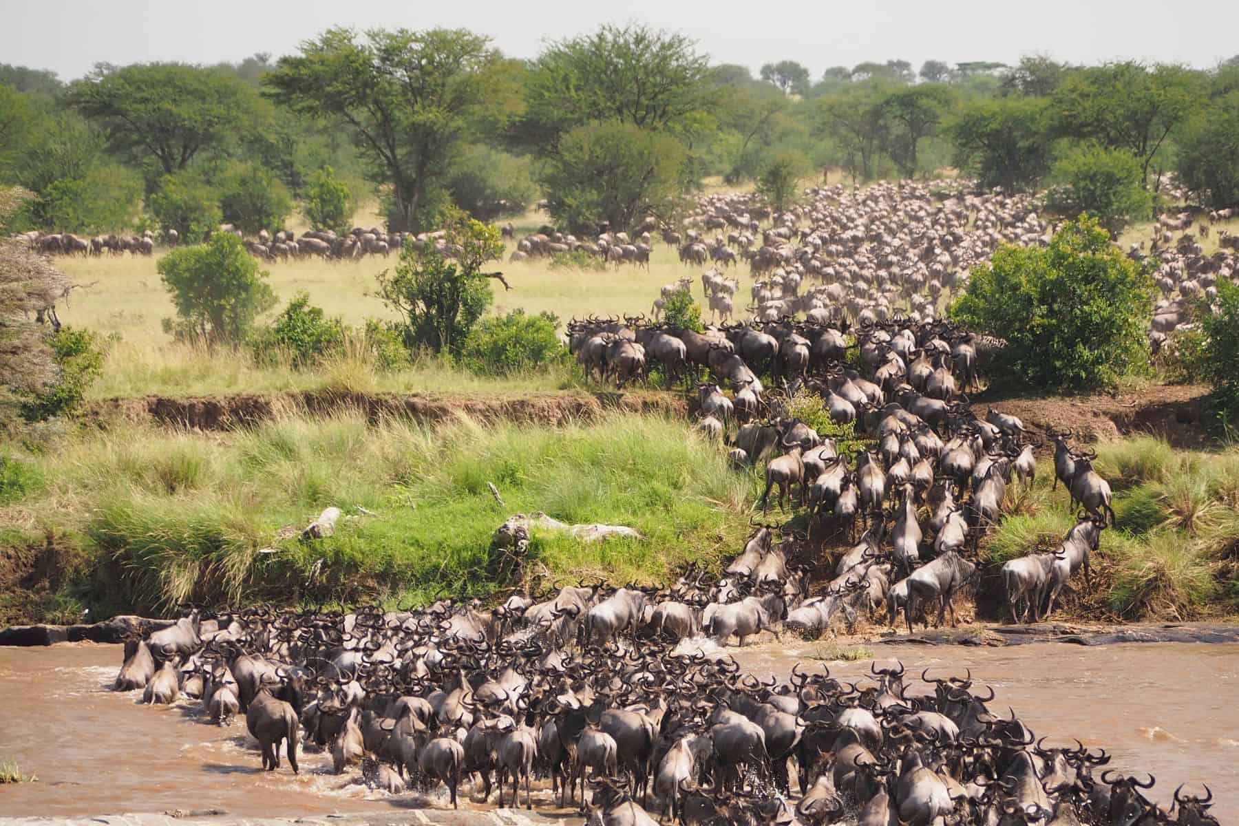 A huge herd of wildebeest during the Great Migration, seen on safari in the Serengeti
