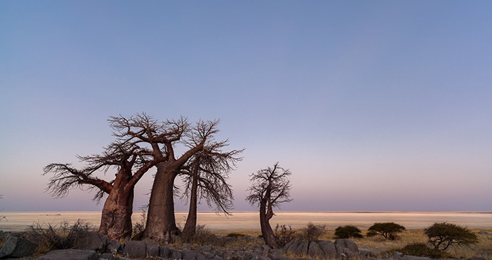 Baobab trees in the Makgadikgadi Pans, Botswana 