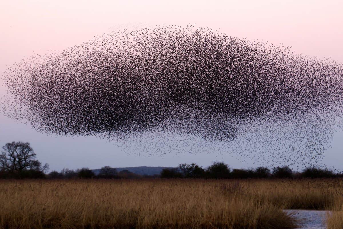 Flock of birds in Beckley, United Kingdom