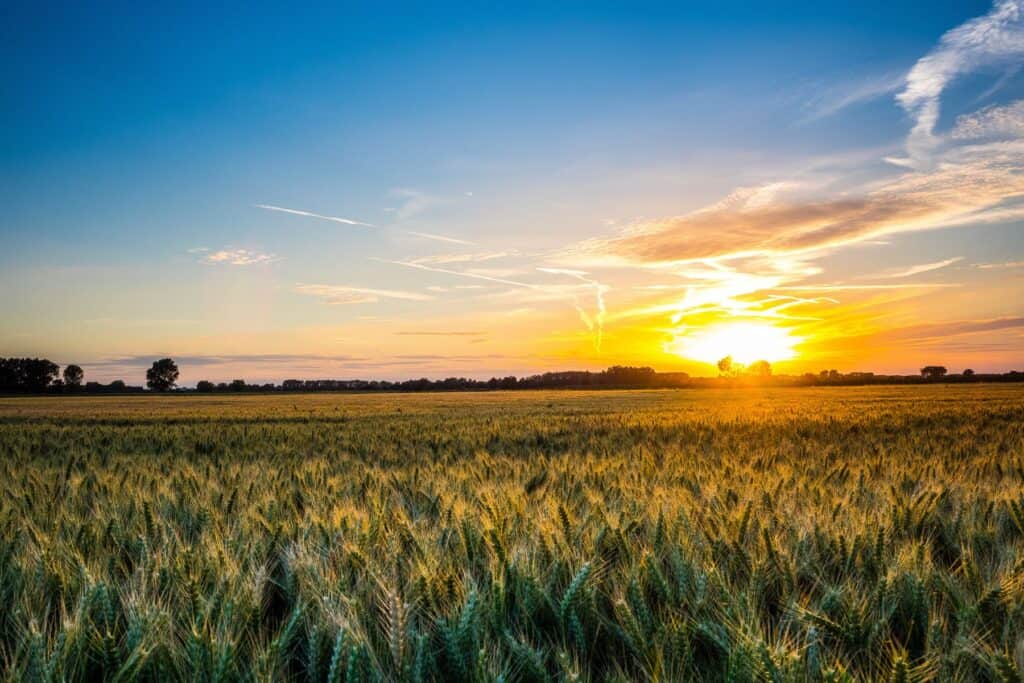 Low sun over a cereal field, Suffolk