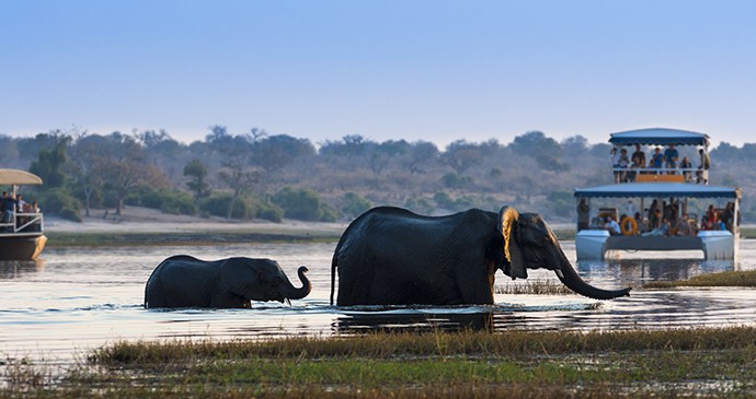 Elephants in the Chobe River in Botswana 