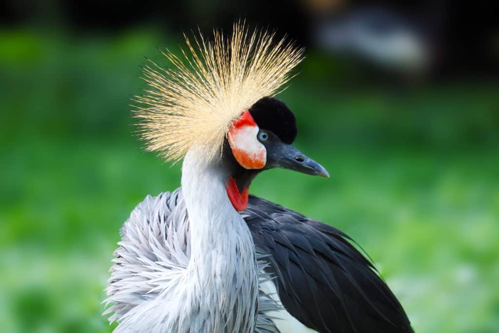 Black-crowned crane in Parc National de la Pendjari, Benin