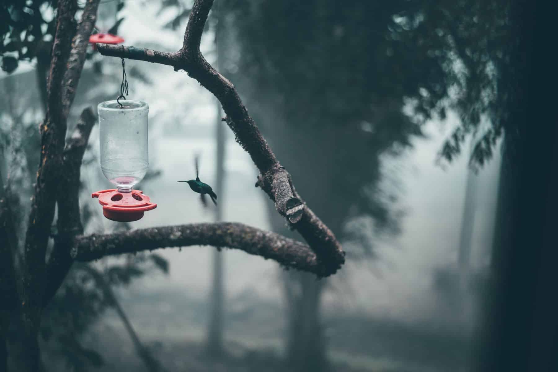 A hummingbird feeding on a bird feeder in Bogota, Colombia