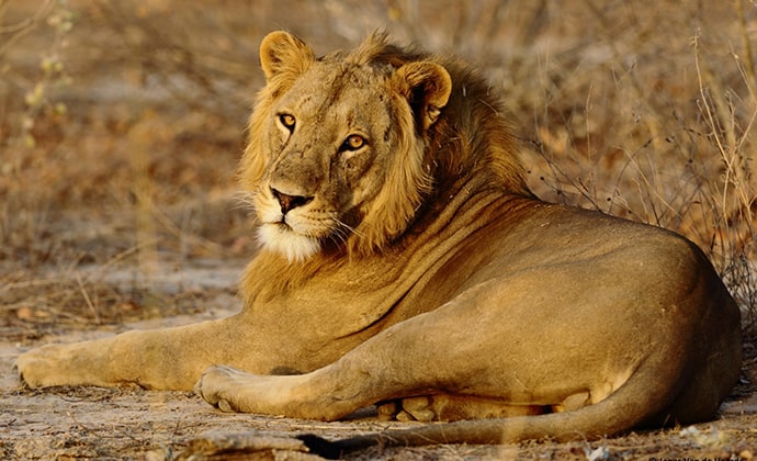 Lion in Parc National de la Pendjari, Benin