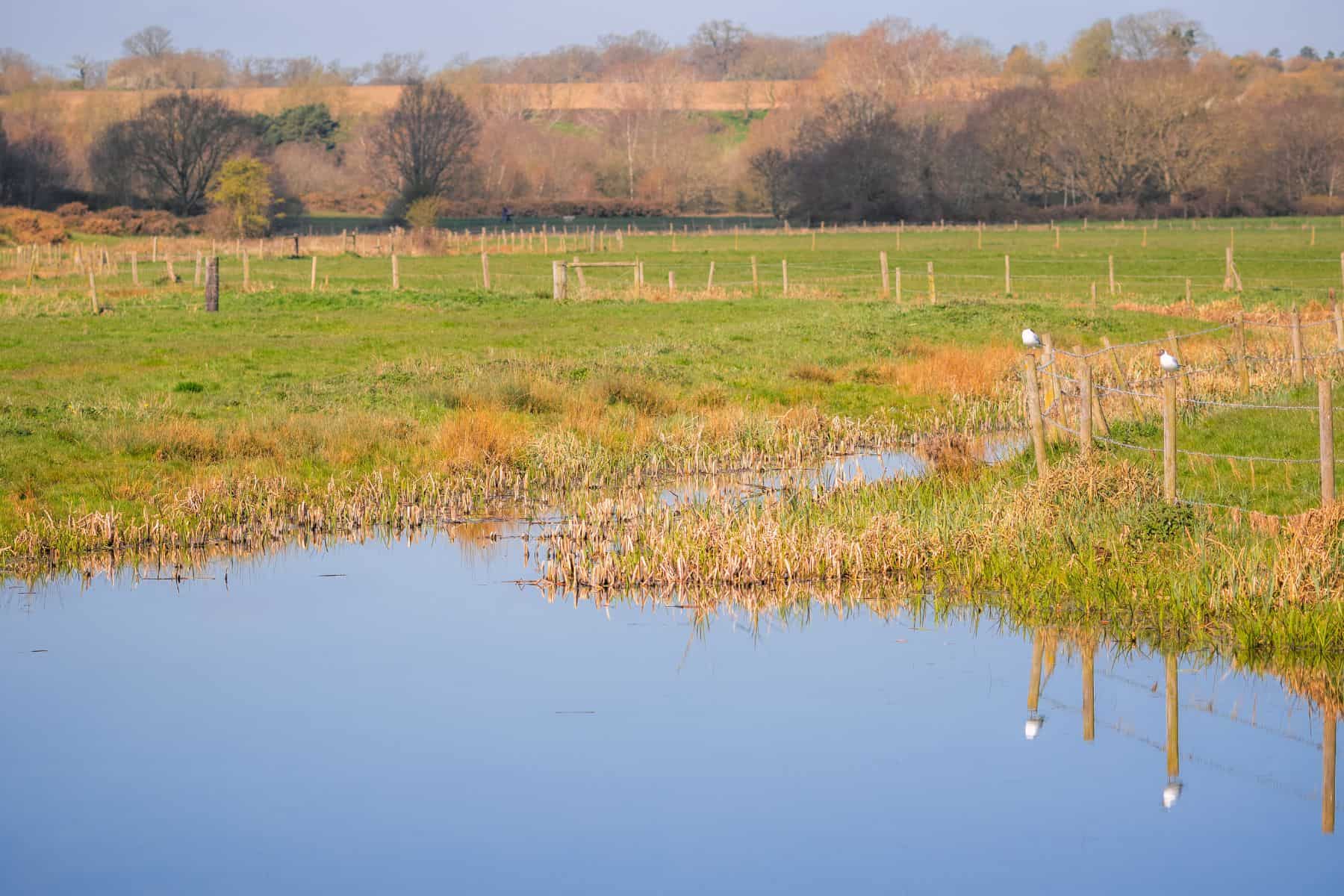 A body of water in Outney Common, Suffolk