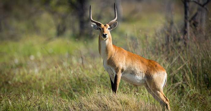 Deer spotted in Moremi Game Reserve, Botswana 