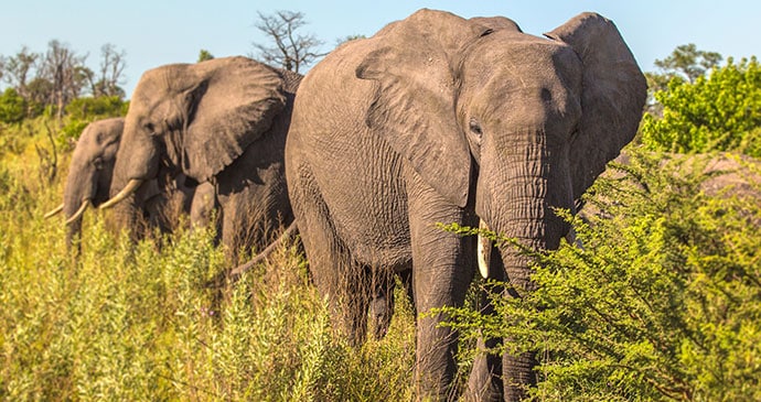 Elephants spotted in Moremi Game Reserve, Botswana 