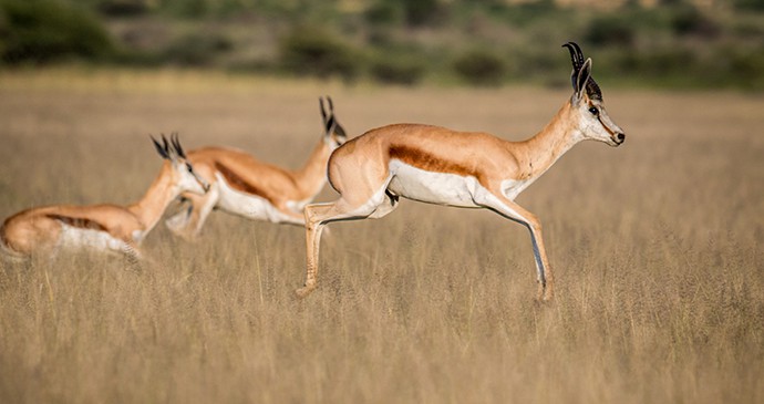 Springbok running in Central Kalahari Game Reserve, Botswana 