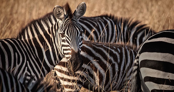 Burchell’s zebra in the Linyanti swamps, Botswana 