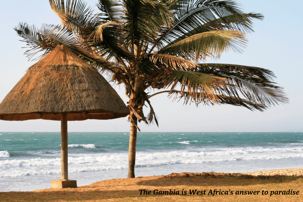 Palm tree on the beach in The Gambia Africa