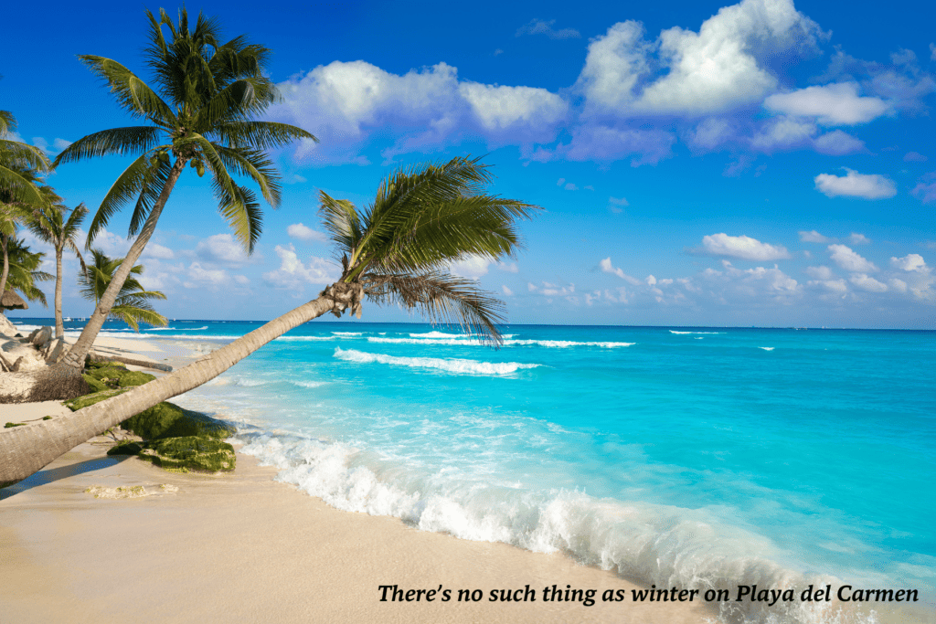 Palm trees on Playa del Carmen Mexico 