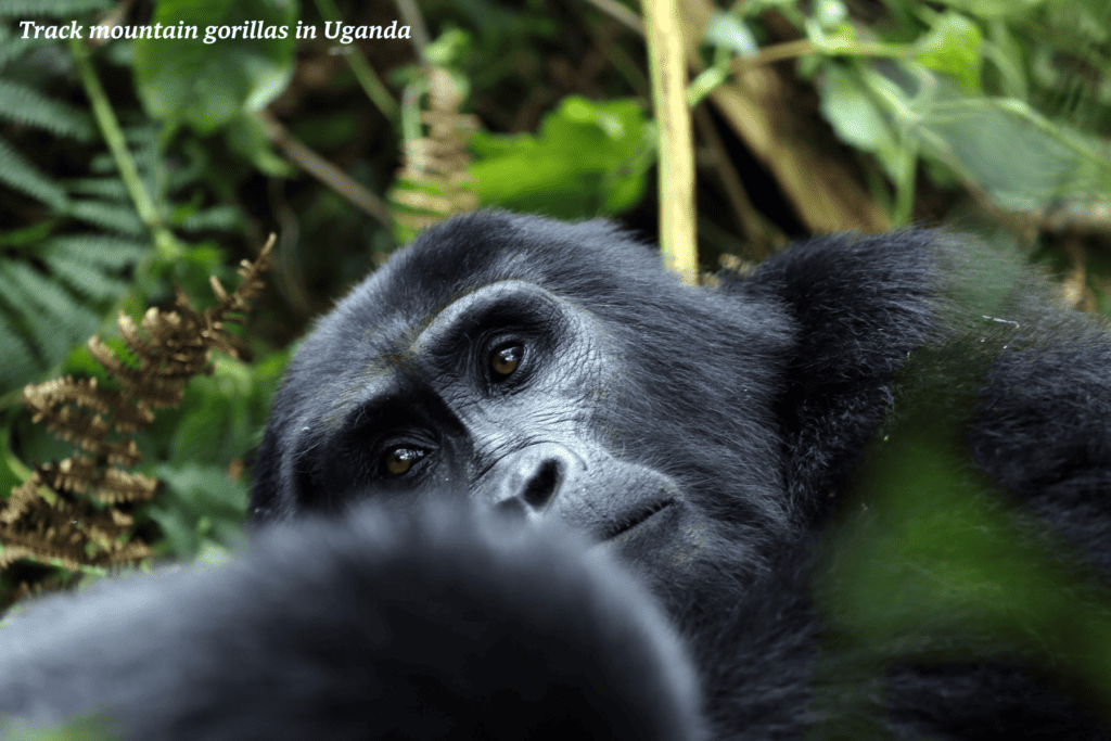 Gorilla in the forest in Uganda 