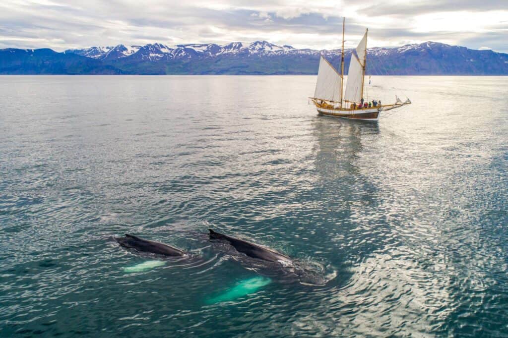 Humpback whale and boat in Iceland 