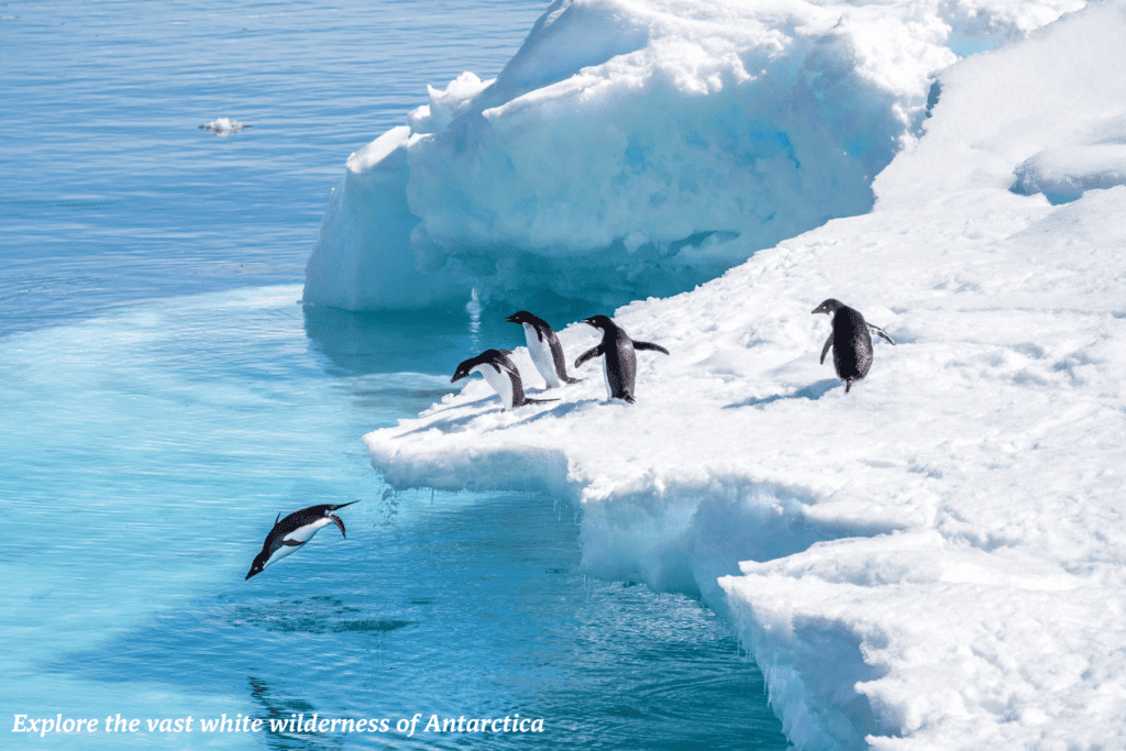 Penguins dive off an iceberg in Antarctica