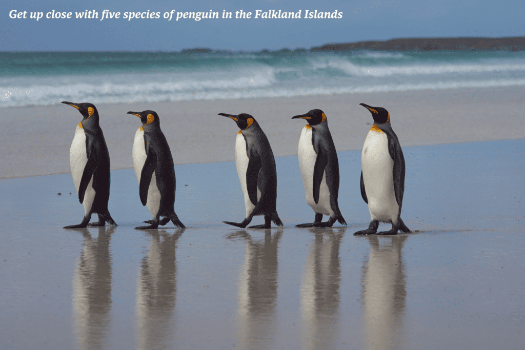 Group of penguins on the beach in the Falkland Islands