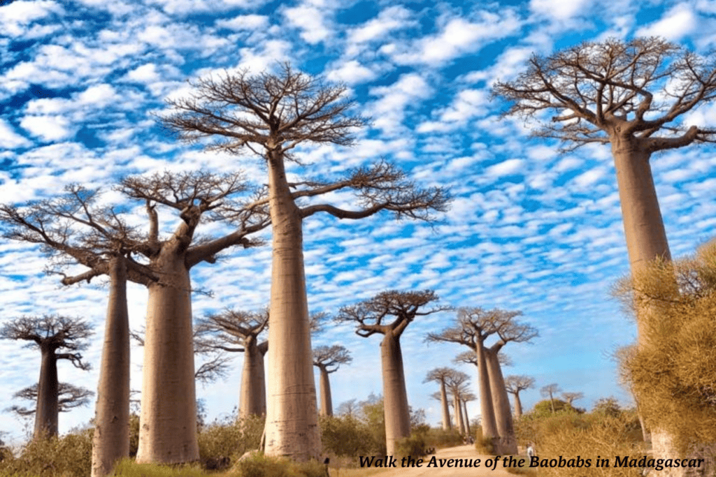 Baobab trees in Madagascar 