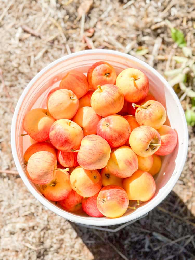 A bucket of apples in Sonoma, California 