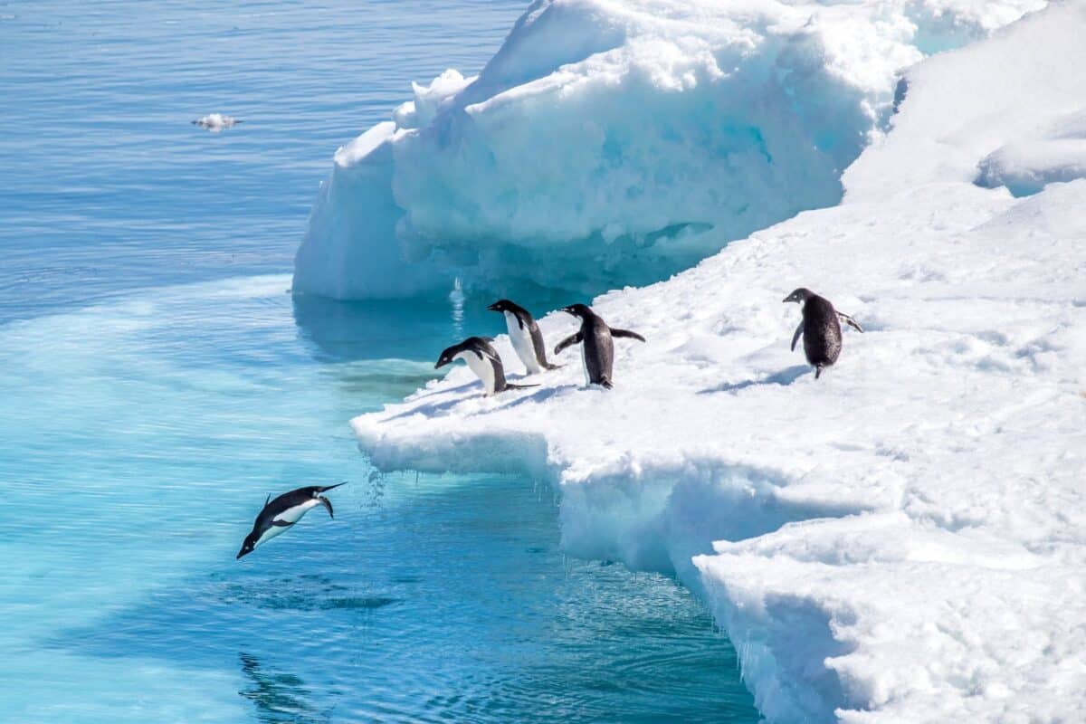 Penguins jumping off the ice in Antarctica