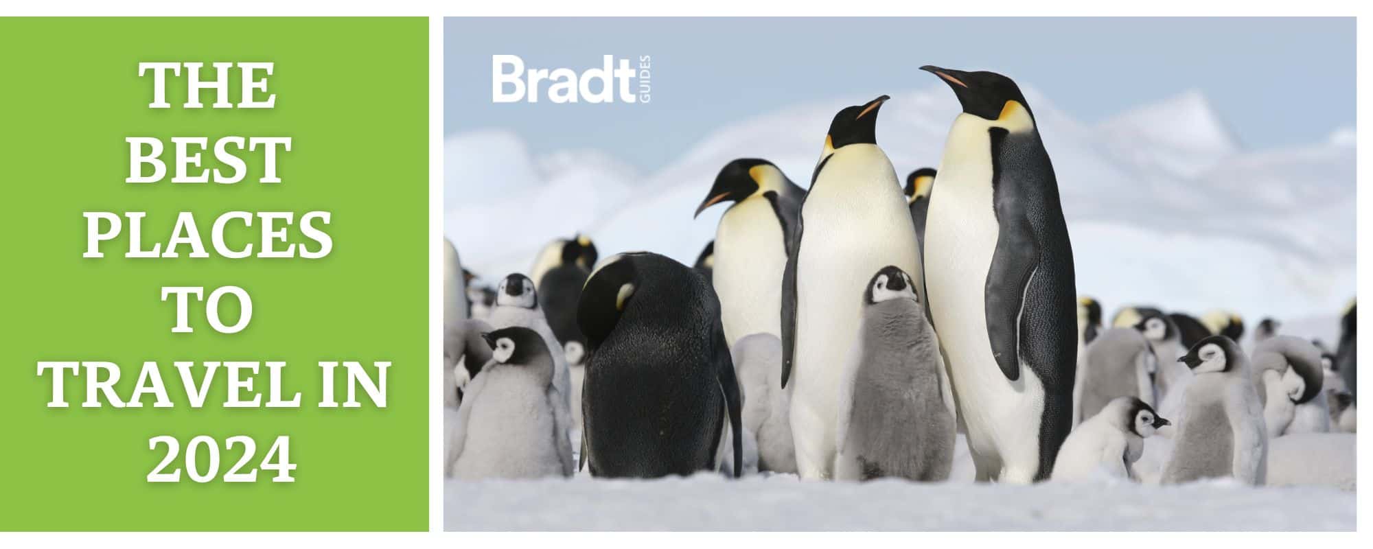 Proud penguins standing as the best places to travel in 2024