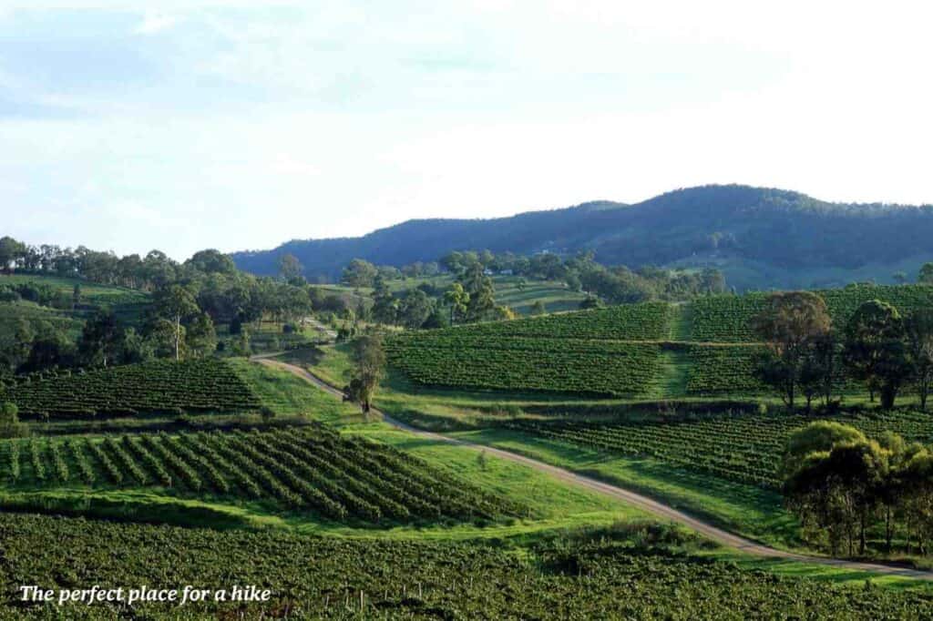 Rolling green hills in Hunter Valley Australia 