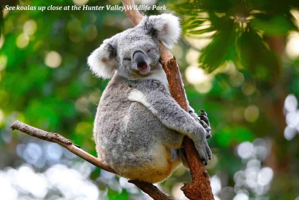 Koala in a tree in Australia 