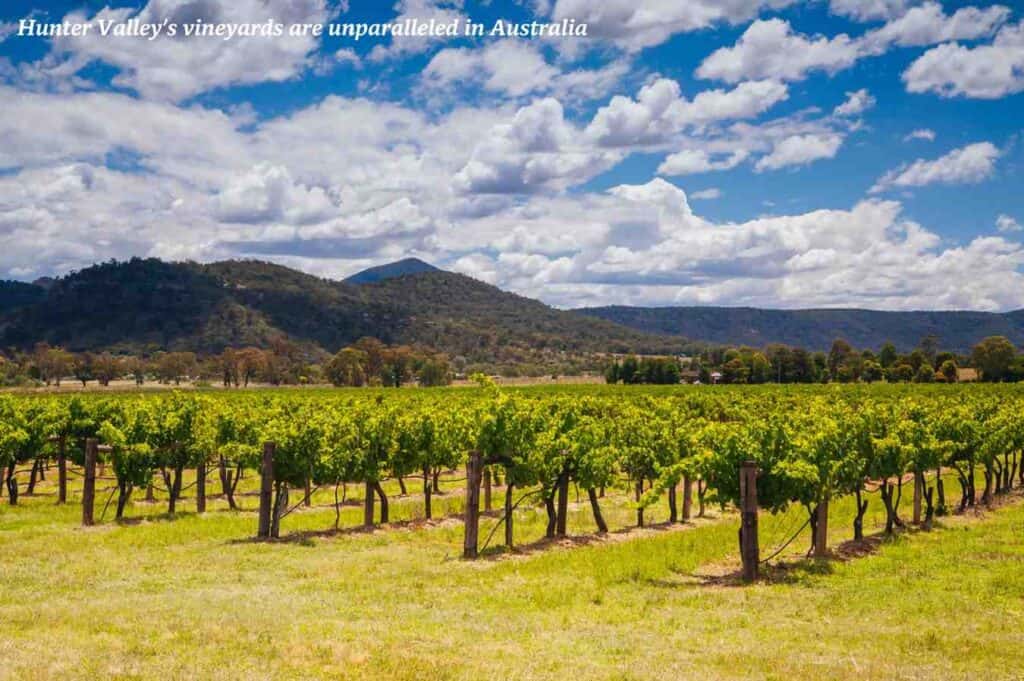Vineyard in Hunter Valley Australia 