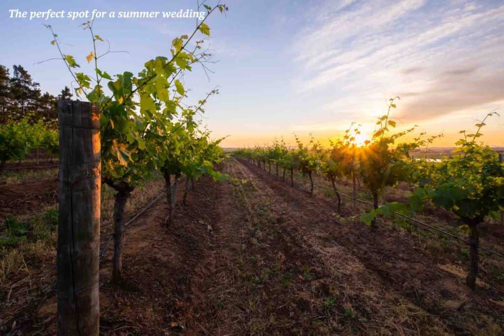 Sunset at a vineyard in Hunter Valley Australia 